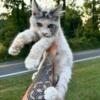 Blue eyed Maine coon