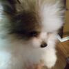 Beautiful AKC Pomeranian puppies