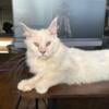 Moby - XL 6 month Male  - Red Silver Maine Coon ON HOLD