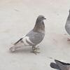 I''m looking to buy unique tippler pigeons
