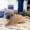 AKC mini cream Frenchie