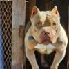 Tri color male Bully up for Stud