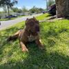Vietshark Redlions Breed Male Puppy