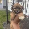 Shih Tzu/ Maltese/ Mini Poodle Mix