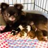 Gorgeous chihuahua puppies available