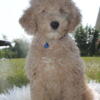 AKC Mini POODLES AVAILABLE Call or text 330-749-6480