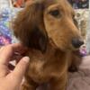 AKC red longhair standard dachshund