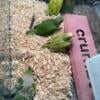 for sale green and green opaline quaker