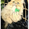 Teacup Persian Golden Persian Male for Breeding