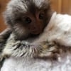 Marmoset monkey babies