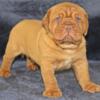 Dogue de Bordeaux Puppy For Sale