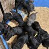 7 week Cane Corso pups for sale!