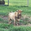 Nigerian dwarf buck proven and looking for new ladies