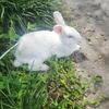 Rabbit for adoption. Free