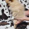 AKC Pomeranian puppies 