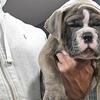 Olde English Bulldogs 