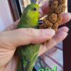 SOLD/ Parrotlet Baby Female
