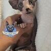 Sphynx Kittens TICA Breeding Rights Chicago IL