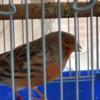 Birds canary canaries for sale