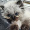 Rare Seal Point Persian Kitten With Blue Eyes