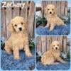 Adorable Toy Poodle puppies