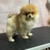 Pomeranian Male for sale