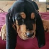 BASSET HOUND PUPPIES $500