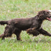 English Field Bred Cocker Spaniel Stud