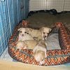 CHIHUAHUA Puppies for SALE; Mother and Father on Site (Pictured)