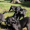 Puppies AVAILABLE, mixed mastiff olde english