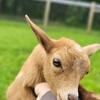 Nigerian dwarf goats_Bottle Baby Doe