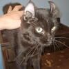 American Curl Female Cat