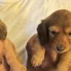 Female Miniture Dachshund puppies