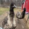 Breeding Emus