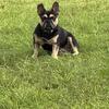 french bulldog for sale