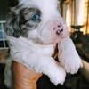 Shihpoo puppies