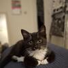 Adorable black and white kitten