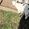 Baby goats for sale nubian pygmy  cross and pygmy pure breeds.