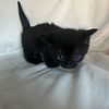 5 munchkin kittens female and male ready in 5 weeks!