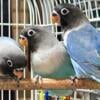 Black Masked Lovebirds