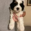 Muffin - 8wk old Mini Bernedoodle puppy. Low shedding