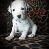 Dalmatian puppys