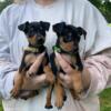 AKC Miniature Pinscher puppies