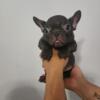Roc male frenchie pup