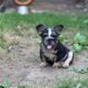 Big Rope Fluffy Black Tri Merle French Bulldog