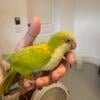 Indian Ringnecks parrots conures available now