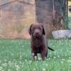 Choc labrador retriever puppy