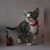 Affectionate and super friendly Devon Rex Kitten for sale