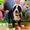 akc/abca health tested border collies