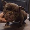 $800 1-2 YR OLD MICRO BULLIES FOR PET HOMES . MALES and FEMALES